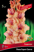 Гладиолус Пока Горит Свеча (5 шт)