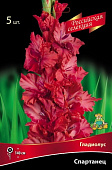 Гладиолус Спартанец (5 шт)