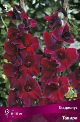 Гладиолус Тавира (5 шт)