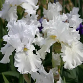 Ирис Бьянка (1 шт)