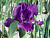 Ирис Намбе (1 шт)