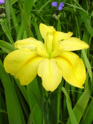 Ирис Лаура Луис (1 шт)