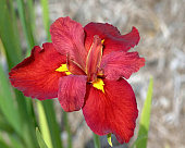 Ирис Энн Чоунинг (1 шт)