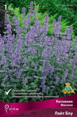 Котовник Лайт Блу (1 шт)