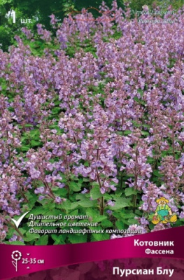 Котовник Пуррсиан Блу (1 шт)