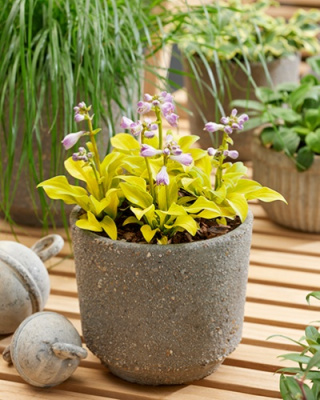 Хоста Сан Маус (1 шт)