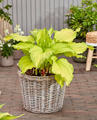 Хоста Фёст Данс (1 шт)