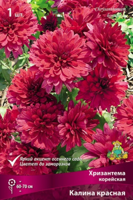 Хризантема корейская Калина красная (1 шт)