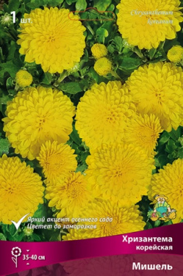 Хризантема корейская Мишель (1 шт)