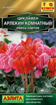 Цикламен Арлекин комнатный 3шт