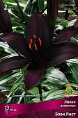 Лилия Блэк Лист (3 шт)