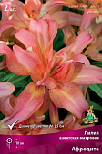 Лилия Афродита (3 шт)