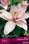 Лилия Бентли (3 шт)