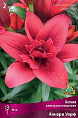Лилия Канари Уорф (3 шт)