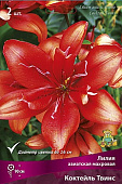 Лилия Коктейль Твинс (3 шт)