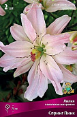 Лилия Спринг Пинк (3 шт)