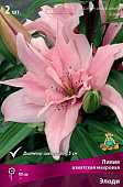 Лилия Элоди (3 шт)