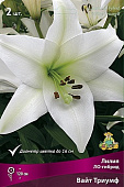 Лилия Вайт Триумф (3 шт)
