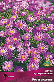 Астра Розенвихтель (1 шт)
