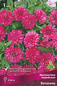 Хризантема корейская Виталина (1 шт)