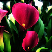 Калла Роял Плам (2 шт)