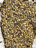 Горчица (мешок 25кг) ЭКОНОМ цена за 1 кг