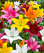 Лилия МИКС (5)