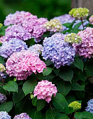 Гортензия Блум Стар