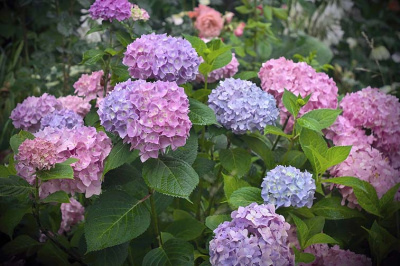 Гортензия Ориджинал