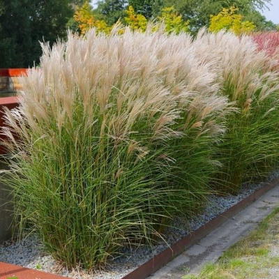 Мискантус Цвергзебра