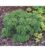 Тсуга канадская Компакта C4 30-40cm