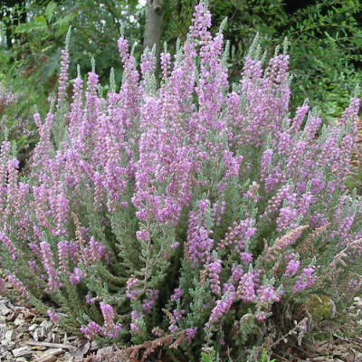 Вереск Сильвер Найт