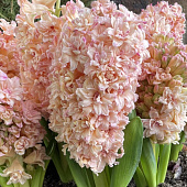 Гиацинт Маскарад (3 шт)