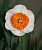 Нарцисс Белла Виста (5 шт)