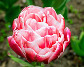 Минивитрина Тюльпан Войсмейл (75 шт)