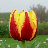 Минивитрина Тюльпан Живанши (75 шт)