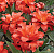 Минивитрина Тюльпан Дабл Ред Райдинг Худ (100 шт)