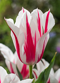 Минивитрина Тюльпан Мэрилин (75 шт)