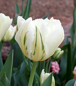 Минивитрина Тюльпан Экзотик Эмперор (75 шт)