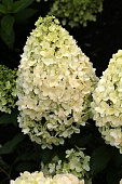 Гортензия Мэджикал Маттерхорн C1.5