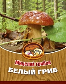 Грибы Белый гриб