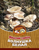 Грибы Волнушка белая