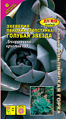 цЭхеверия Голубая звезда (пекокка) 10шт
