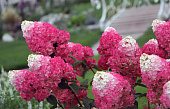 Гортензия Строберри Блоссом (коробка) 20шт