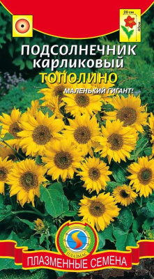 цПодсолнечник Тополино карлик. 8шт