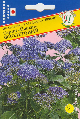 цТрахелиум Пэшн Фиолетовый 5др