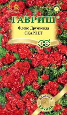 цФлокс Скарлет друмм. 8шт Элитная клумба