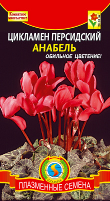 цЦикламен Анабель 3шт
