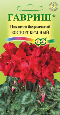 цЦикламен Восторг красный 3шт