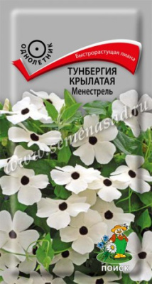 цТунбергия Менестрель